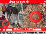 ग्रामीणों ने देखा गांव में जंगल का राजा शेर राजाखोह