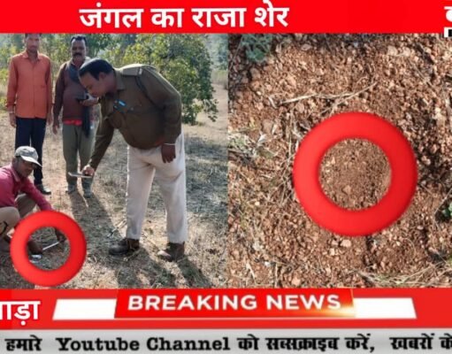 ग्रामीणों ने देखा गांव में जंगल का राजा शेर राजाखोह