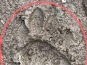 छिंदवाड़ा माल्हनवाड़ा में तालाब के पास देखा गया तेंदुआ