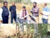 बीजेपानी 20 एकड़ शासकीय भूमि पर चले अवैध कुल्हाड़े, प्रशासन ने दी दबिश