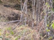 सरकारी बांस पर कुल्हाड़ी चलाने की कोशिश नाकाम, देखते रह गए ‘सफेदपोश’ आका