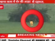 खापा कला में शेर की आहट से दहशत, खेत में दहाड़ सुन जान बचाकर भागे किसान