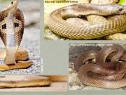 सांप के काटने से बचाव एवं प्राथमिक उपचार