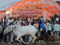 बैलगाड़ी पट प्रतियोगिता पारंपरिक खेल हमारी सांस्कृतिक पहचान हैं